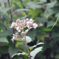 Acilepis gardneri (Thwaites) H.Rob. & Skvarla